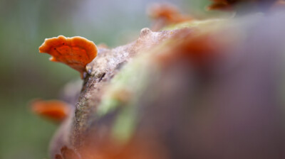 Excroissances du bois mort