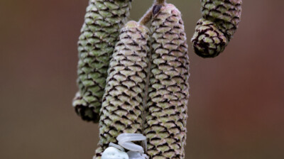 Froid d'hiver pour une araignée