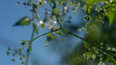 Derniers clins d’œil pour une rosée