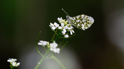 Un premier rayon de soleil dans la clairière