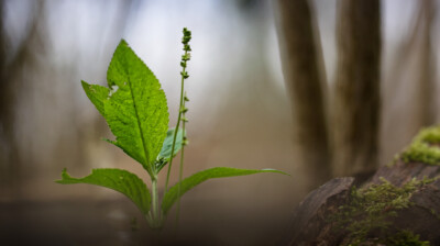 Dans l'ombre des premiers arbres