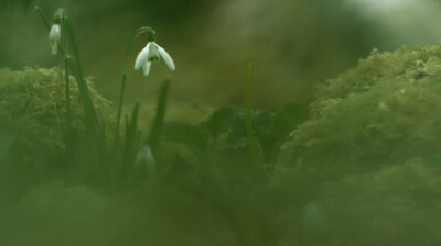 Un avant-goût du printemps