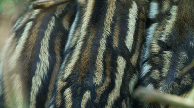 La tenue du marcassin