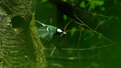 L'effervescence au nid