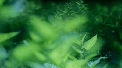 Souvenirs d'un troupeau