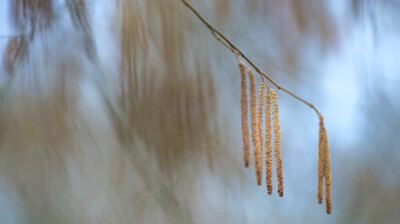 Semences pour la bise du printemps