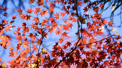 Etincellements d'automne
